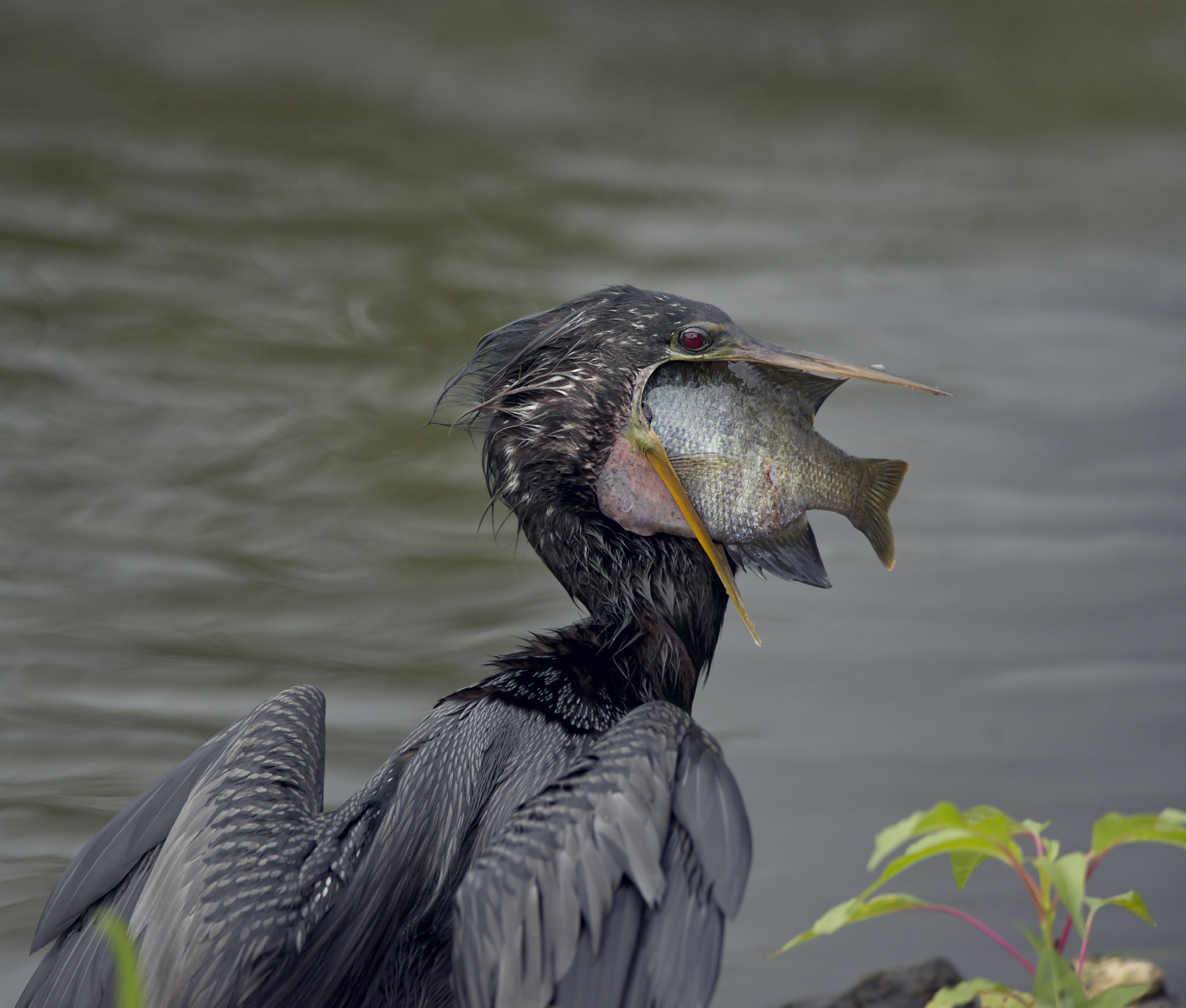 金融委會議發出信號！ 不過度追求規模擴張和發展速度   鼓勵好機構兼并風險機構   